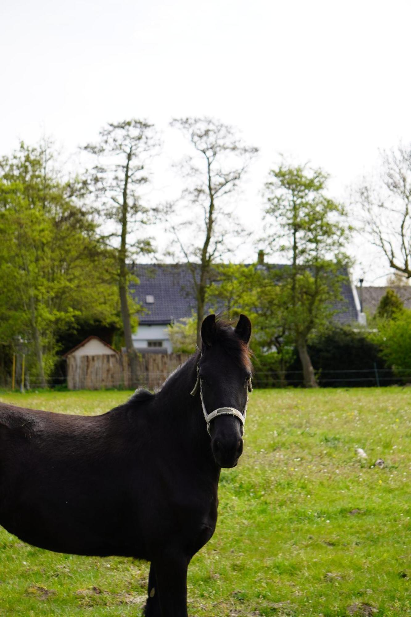 B&B Catharinenburg Golf & Wellness Melissant Eksteriør billede